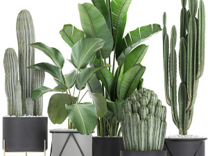 collection of decorative cactus in black flowerpots 747 3D Model