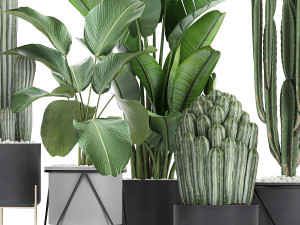collection of decorative cactus in black flowerpots 747 3D Model