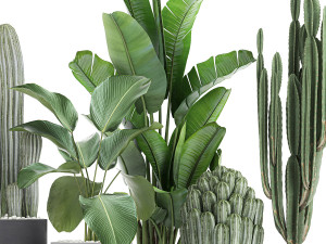 collection of decorative cactus in black flowerpots 747 3D Model