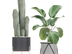 collection of decorative cactus in black flowerpots 747 3D Model