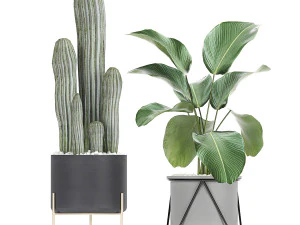 collection of decorative cactus in black flowerpots 747 3D Model
