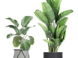 collection of decorative cactus in black flowerpots 747 3D Model