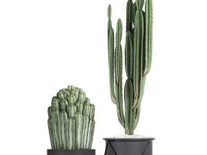 collection of decorative cactus in black flowerpots 747 3D Model