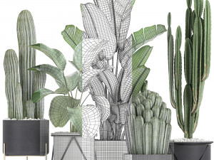 collection of decorative cactus in black flowerpots 747 3D Model