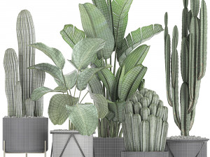collection of decorative cactus in black flowerpots 747 3D Model