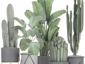 collection of decorative cactus in black flowerpots 747 3D Model