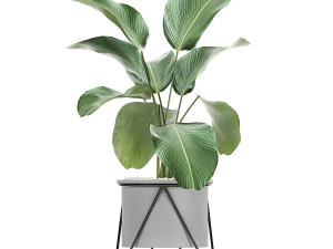 collection of decorative cactus in black flowerpots 747 3D Model
