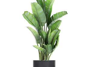 collection of decorative cactus in black flowerpots 747 3D Model