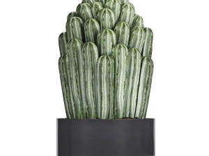 collection of decorative cactus in black flowerpots 747 3D Model