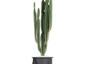 collection of decorative cactus in black flowerpots 747 3D Model