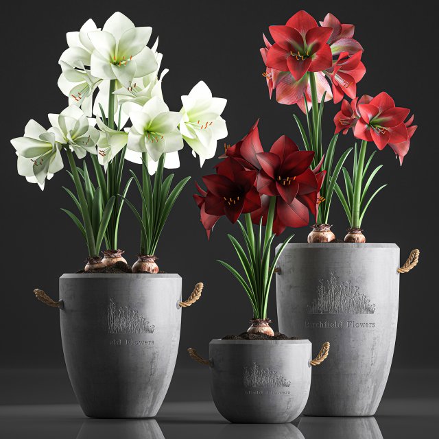 decorative hippeastrum in concrete flowerpots 748 Modello 3D .c4d .max .obj .3ds .fbx .stl .blend 