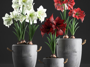 decorative hippeastrum in concrete flowerpots 748 3D Model