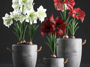 hippeastrum decorativo em vasos de concreto 748 Modelo 3D