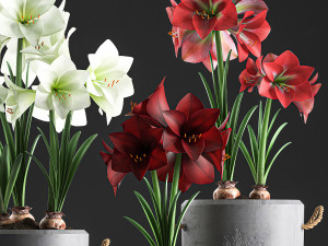 decorative hippeastrum in concrete flowerpots 748 Modello 3D
