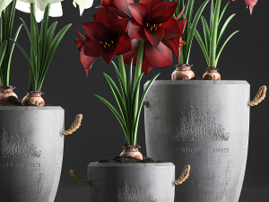 decorative hippeastrum in concrete flowerpots 748 Modello 3D