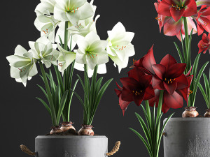decorative hippeastrum in concrete flowerpots 748 Modello 3D
