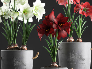 decorative hippeastrum in concrete flowerpots 748 Modello 3D