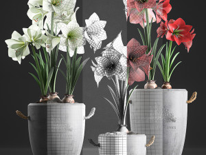 decorative hippeastrum in concrete flowerpots 748 Modello 3D