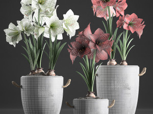 decorative hippeastrum in concrete flowerpots 748 Modello 3D