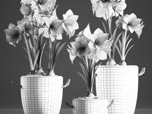 decorative hippeastrum in concrete flowerpots 748 Modello 3D