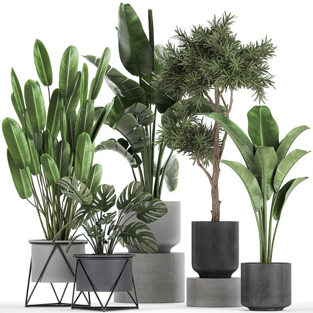 collection of decorative plants in flowerpots 749 3D Модель .c4d .max .obj .3ds .fbx .stl .blend 