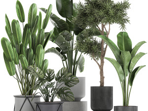 collection of decorative plants in flowerpots 749 3D मॉडल