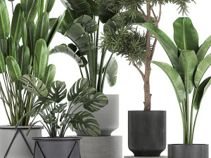 collection of decorative plants in flowerpots 749 3D Model