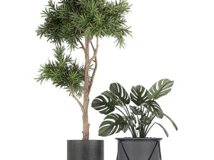 collection of decorative plants in flowerpots 749 3D Model