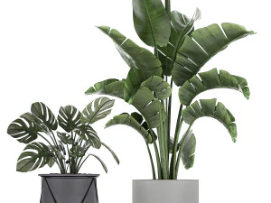 collection of decorative plants in flowerpots 749 3D Model