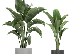 collection of decorative plants in flowerpots 749 3D Модель