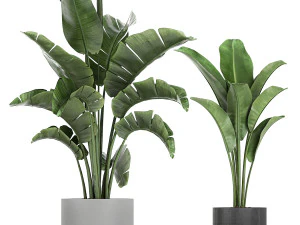 collection of decorative plants in flowerpots 749 3D Model