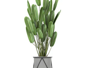 collection of decorative plants in flowerpots 749 3D Model