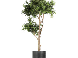 collection of decorative plants in flowerpots 749 3D Модель
