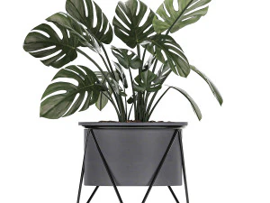 collection of decorative plants in flowerpots 749 3D Model
