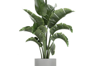 collection of decorative plants in flowerpots 749 3D Model