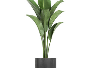 collection of decorative plants in flowerpots 749 3D Модель