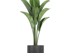 collection of decorative plants in flowerpots 749 3D Model