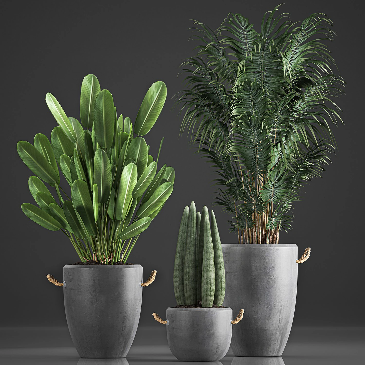 houseplants in concrete flowerpots 750 3D Model .c4d .max .obj .3ds .fbx .stl .blend 