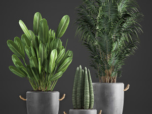 houseplants in concrete flowerpots 750 3D Модель