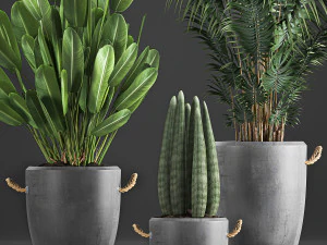 houseplants in concrete flowerpots 750 3D Model