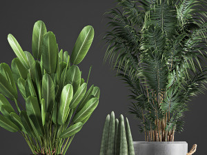 houseplants in concrete flowerpots 750 Modello 3D