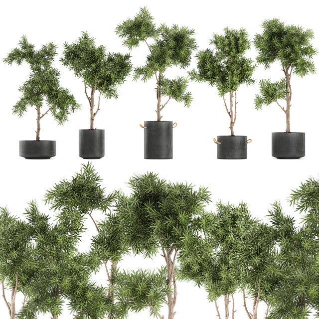 decorative trees in a black flowerpots 751 Modelo 3D .c4d .max .obj .3ds .fbx .stl .blend 