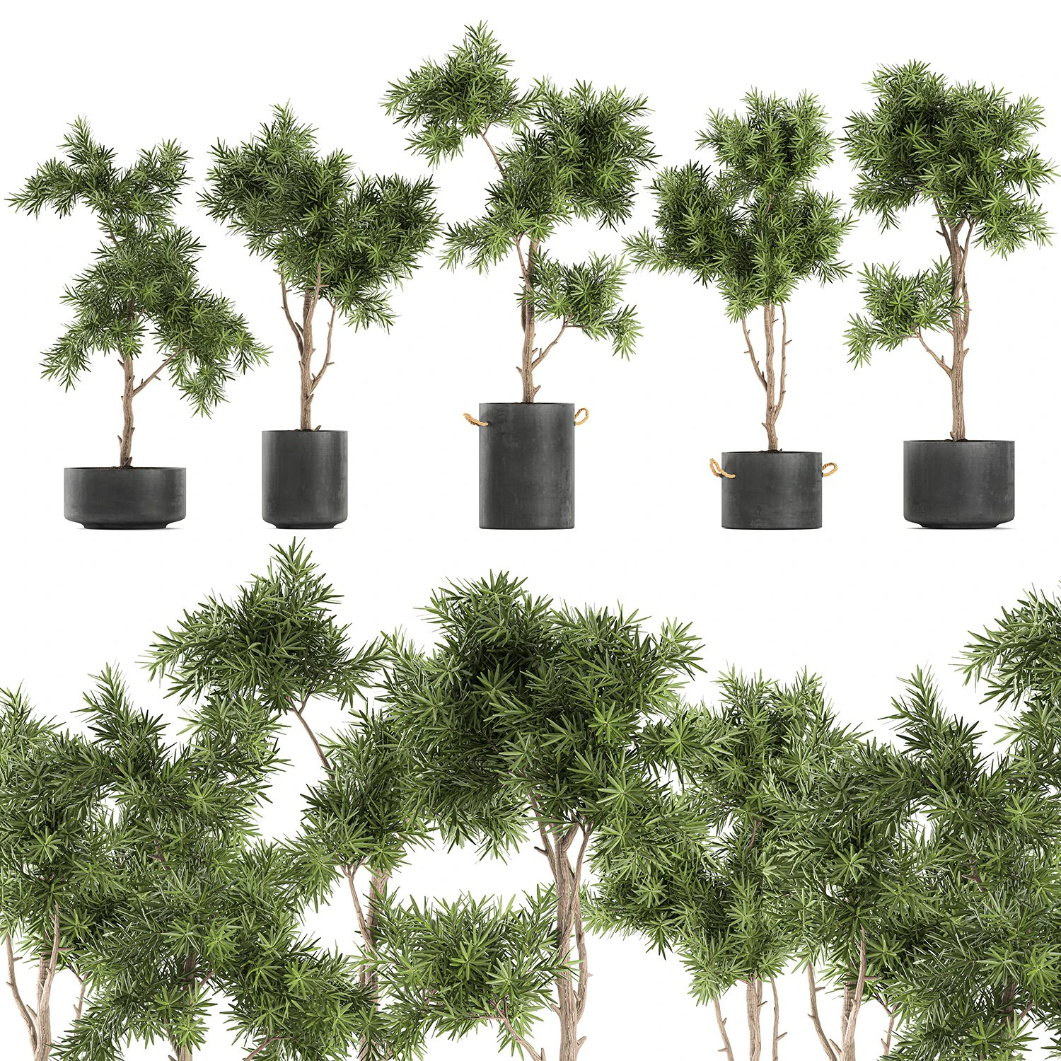 decorative trees in a black flowerpots 751 3D Model .c4d .max .obj .3ds .fbx .stl .blend 