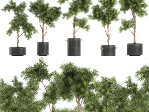 decorative trees in a black flowerpots 751 3D Model