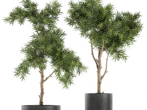 decorative trees in a black flowerpots 751 3D Model