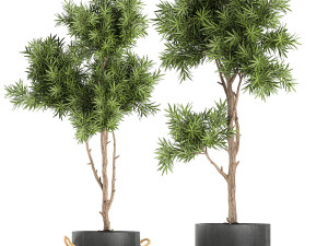 decorative trees in a black flowerpots 751 Modelo 3D