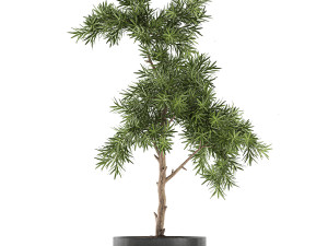 decorative trees in a black flowerpots 751 Modelo 3D