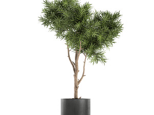 decorative trees in a black flowerpots 751 Modelo 3D