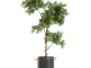 decorative trees in a black flowerpots 751 Modelo 3D