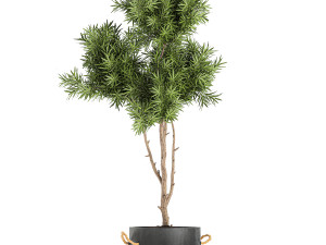 decorative trees in a black flowerpots 751 Modelo 3D